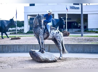 Knabstrupper, Caballo castrado, 10 años, 163 cm