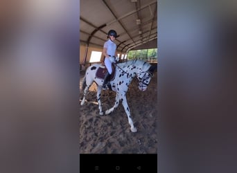 Knabstrupper, Caballo castrado, 10 años, 167 cm, Atigrado/Moteado