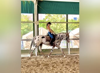 Knabstrupper, Caballo castrado, 10 años, 167 cm, Atigrado/Moteado
