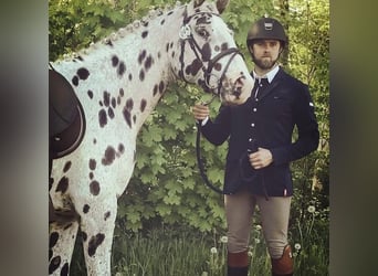 Knabstrupper, Caballo castrado, 10 años, 167 cm, Atigrado/Moteado