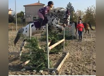 Knabstrupper, Caballo castrado, 10 años, 167 cm, Atigrado/Moteado