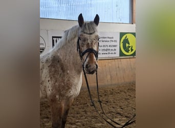 Knabstrupper Mestizo, Caballo castrado, 10 años, 170 cm