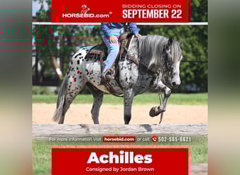 Knabstrupper, Caballo castrado, 11 años, 163 cm