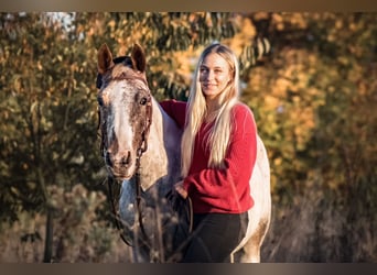 Knabstrupper Mestizo, Caballo castrado, 12 años, 144 cm, Atigrado/Moteado