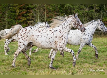 Knabstrupper, Caballo castrado, 12 años, 162 cm, Atigrado/Moteado