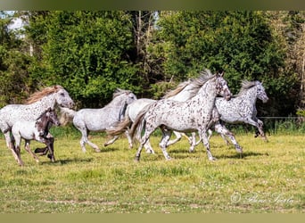 Knabstrupper, Caballo castrado, 12 años, 162 cm, Atigrado/Moteado