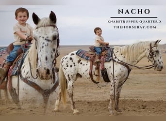 Knabstrupper, Caballo castrado, 13 años, 157 cm, Castaño rojizo