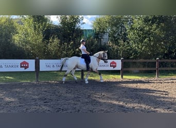 Knabstrupper, Caballo castrado, 17 años, 147 cm, Atigrado/Moteado