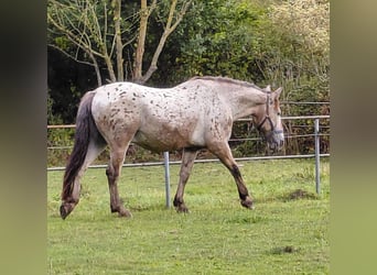 Knabstrupper, Caballo castrado, 20 años, 154 cm, Atigrado/Moteado