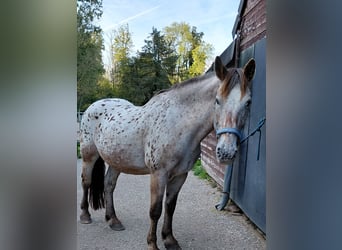 Knabstrupper, Caballo castrado, 21 años, 154 cm, Atigrado/Moteado