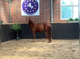 Knabstrupper, Caballo castrado, 2 años, 154 cm, Alazán