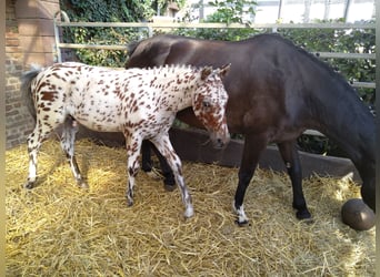 Knabstrupper, Caballo castrado, 2 años, 155 cm, Atigrado/Moteado