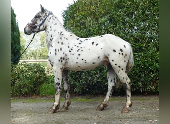 Knabstrupper, Caballo castrado, 2 años, 158 cm, Atigrado/Moteado