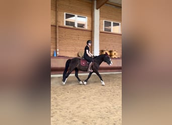 Knabstrupper Mestizo, Caballo castrado, 3 años, 145 cm, Negro