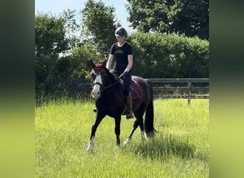 Knabstrupper Mestizo, Caballo castrado, 3 años, 145 cm, Negro