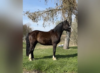 Knabstrupper Mestizo, Caballo castrado, 3 años, 145 cm, Negro