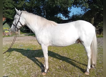 Knabstrupper, Caballo castrado, 3 años, 155 cm, Atigrado/Moteado