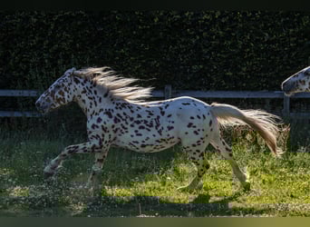 Knabstrupper, Caballo castrado, 3 años, 155 cm, Atigrado/Moteado