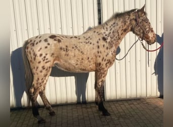 Knabstrupper, Caballo castrado, 3 años, 158 cm, Atigrado/Moteado