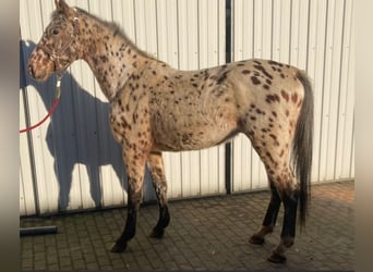 Knabstrupper, Caballo castrado, 3 años, 158 cm, Atigrado/Moteado