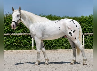 Knabstrupper Mestizo, Caballo castrado, 3 años, 158 cm, Atigrado/Moteado