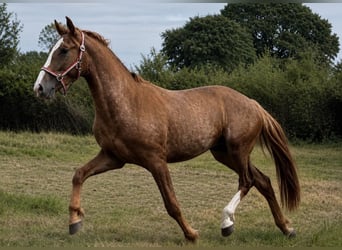 Knabstrupper, Caballo castrado, 3 años, 163 cm, Atigrado/Moteado