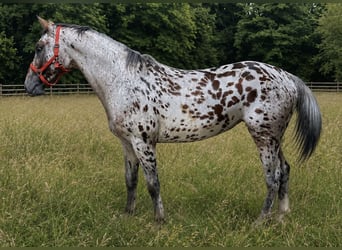 Knabstrupper, Caballo castrado, 3 años, 163 cm, Atigrado/Moteado