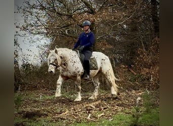 Knabstrupper Mestizo, Caballo castrado, 4 años, 153 cm, Atigrado/Moteado