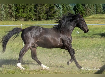 Knabstrupper, Caballo castrado, 4 años, 155 cm