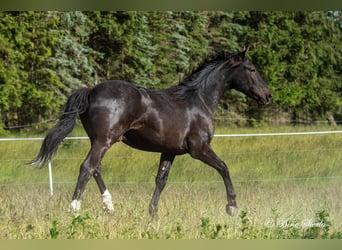 Knabstrupper, Caballo castrado, 4 años, 155 cm