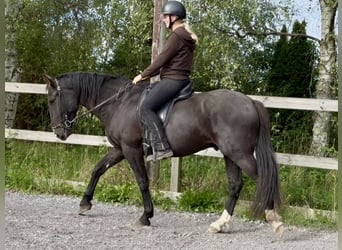 Knabstrupper, Caballo castrado, 4 años, 158 cm