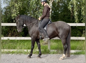 Knabstrupper, Caballo castrado, 4 años, 158 cm