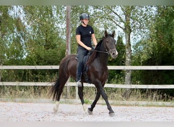 Knabstrupper, Caballo castrado, 4 años, 158 cm