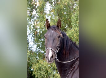 Knabstrupper, Caballo castrado, 4 años, 158 cm