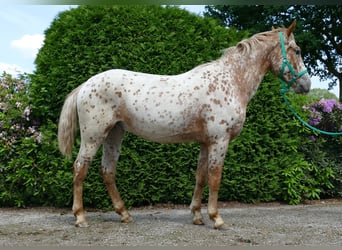 Knabstrupper, Caballo castrado, 4 años, 160 cm, Atigrado/Moteado