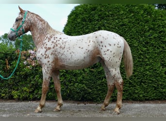 Knabstrupper, Caballo castrado, 4 años, 160 cm, Atigrado/Moteado