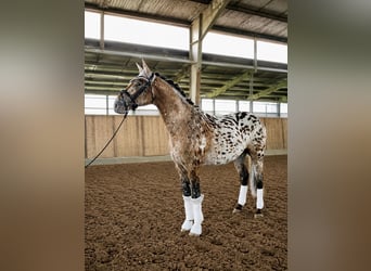 Knabstrupper, Caballo castrado, 4 años, 160 cm, Atigrado/Moteado