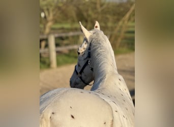 Knabstrupper, Caballo castrado, 4 años, 160 cm, Atigrado/Moteado