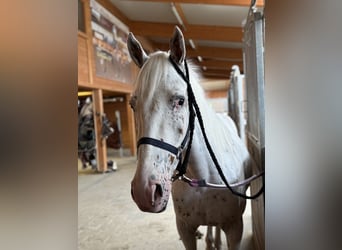 Knabstrupper, Caballo castrado, 4 años, 160 cm, Atigrado/Moteado