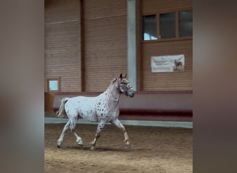 Knabstrupper, Caballo castrado, 4 años, 160 cm, Atigrado/Moteado