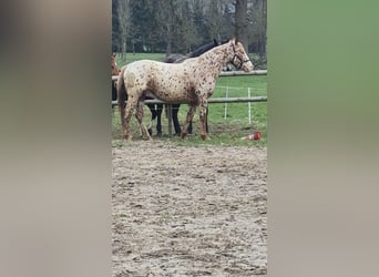 Knabstrupper, Caballo castrado, 4 años, 160 cm, Pío
