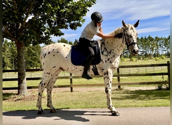Knabstrupper, Caballo castrado, 4 años, 164 cm, Atigrado/Moteado