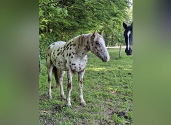 Knabstrupper, Caballo castrado, 4 años, 164 cm, Atigrado/Moteado