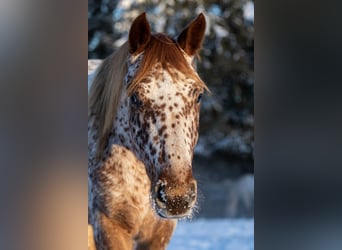 Knabstrupper, Caballo castrado, 5 años, 158 cm, Atigrado/Moteado