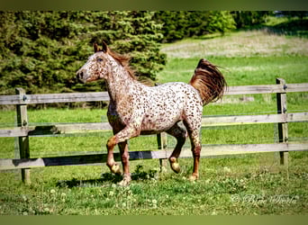 Knabstrupper, Caballo castrado, 5 años, 158 cm, Atigrado/Moteado