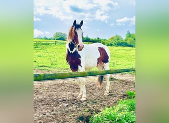 Knabstrupper, Caballo castrado, 5 años, 158 cm, Pío