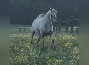 Knabstrupper, Caballo castrado, 6 años, 151 cm, White/Blanco