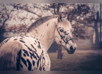 Knabstrupper Mestizo, Caballo castrado, 6 años, 155 cm, Atigrado/Moteado