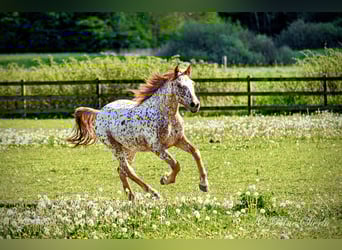 Knabstrupper, Caballo castrado, 6 años, 158 cm