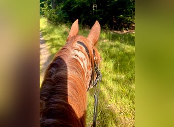 Knabstrupper, Caballo castrado, 6 años, 160 cm, Atigrado/Moteado